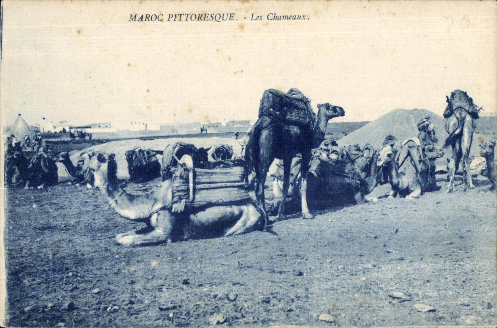 CPA Picturesque Morocco Morocco the Camels Camel Camel