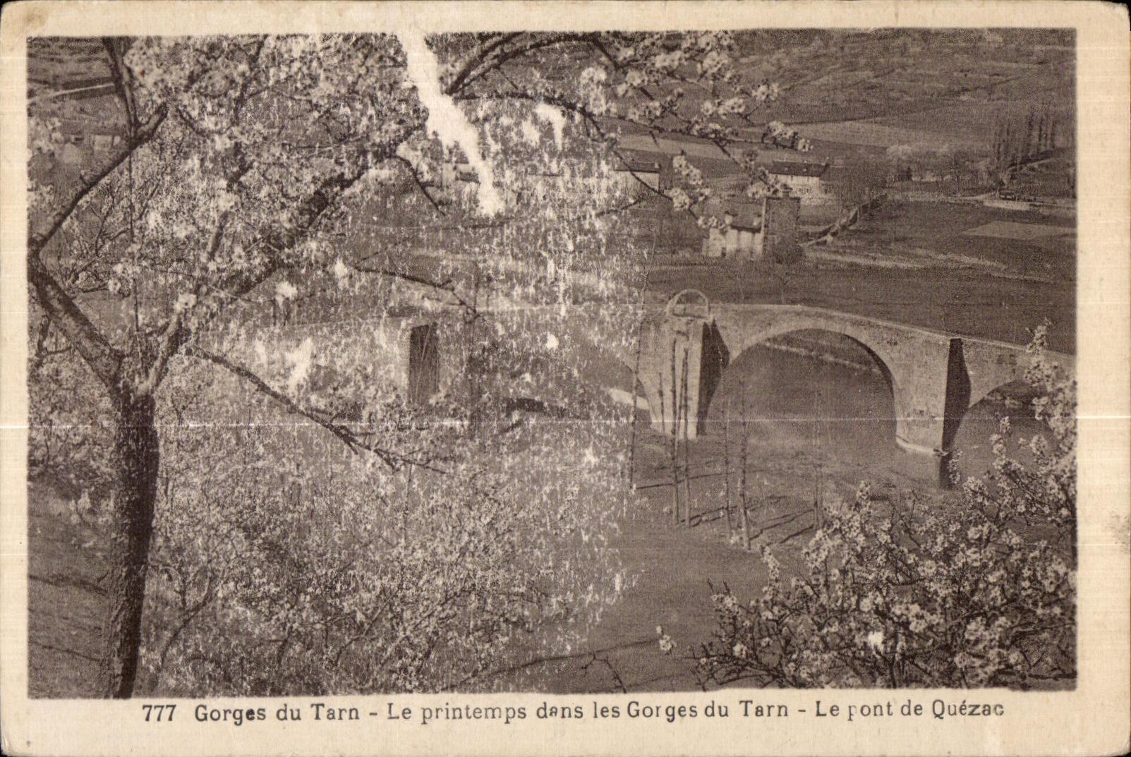 CPA Gorges de Tarn Le printemps dans les Gorges du Tarn Le pont de Quezac