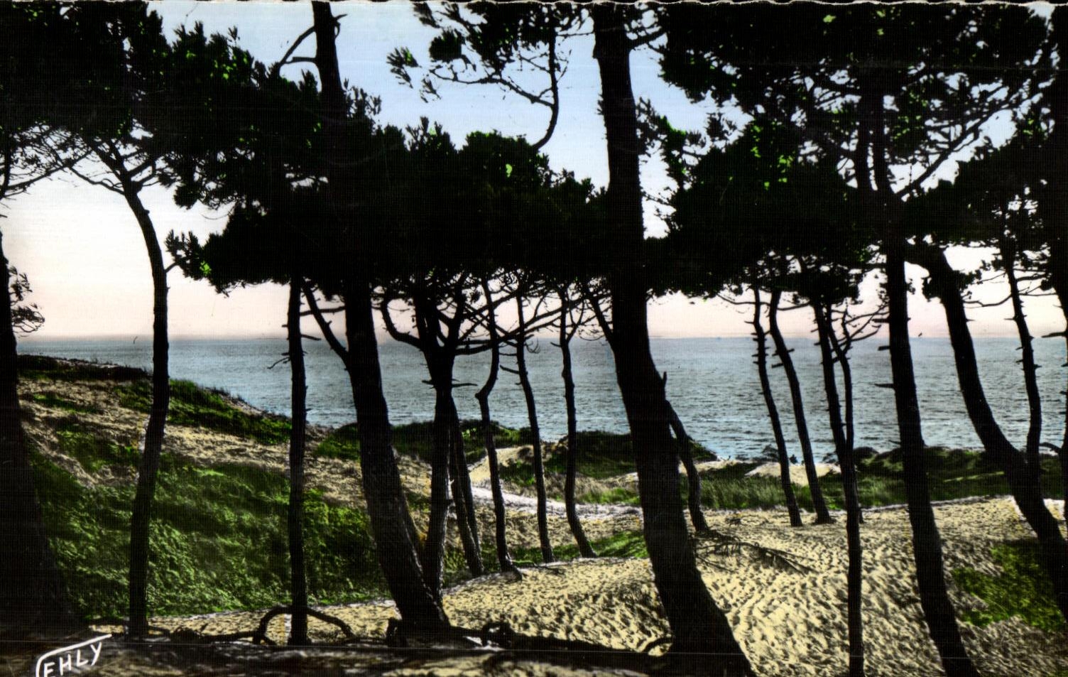 CPSM saint jean de monts la mer a travers la foret
