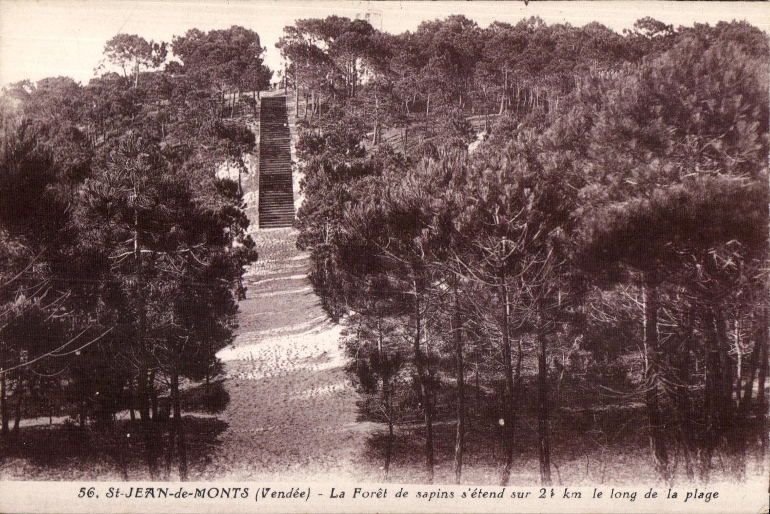 CPA Saint jean de monts (Vendee) la foret de sapins s etend sur le long de la plage