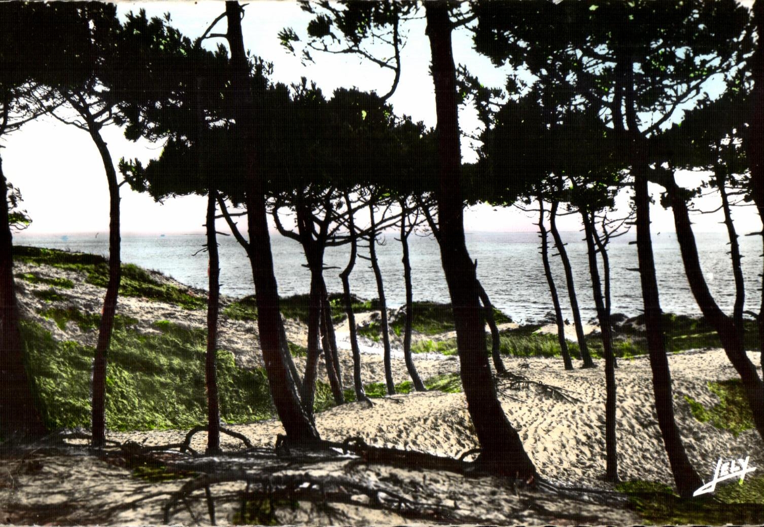 CPSM Saint jean de monts (Vendee) la mer a travers la foret des