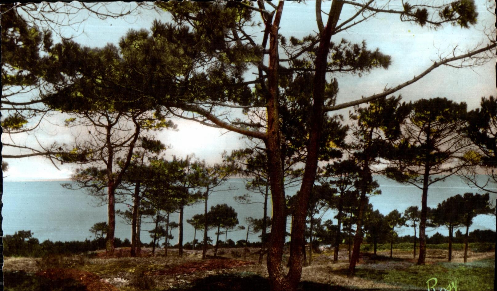 CPSM Entre Saint Jean et Notre Dame de Monts Foret de Monts