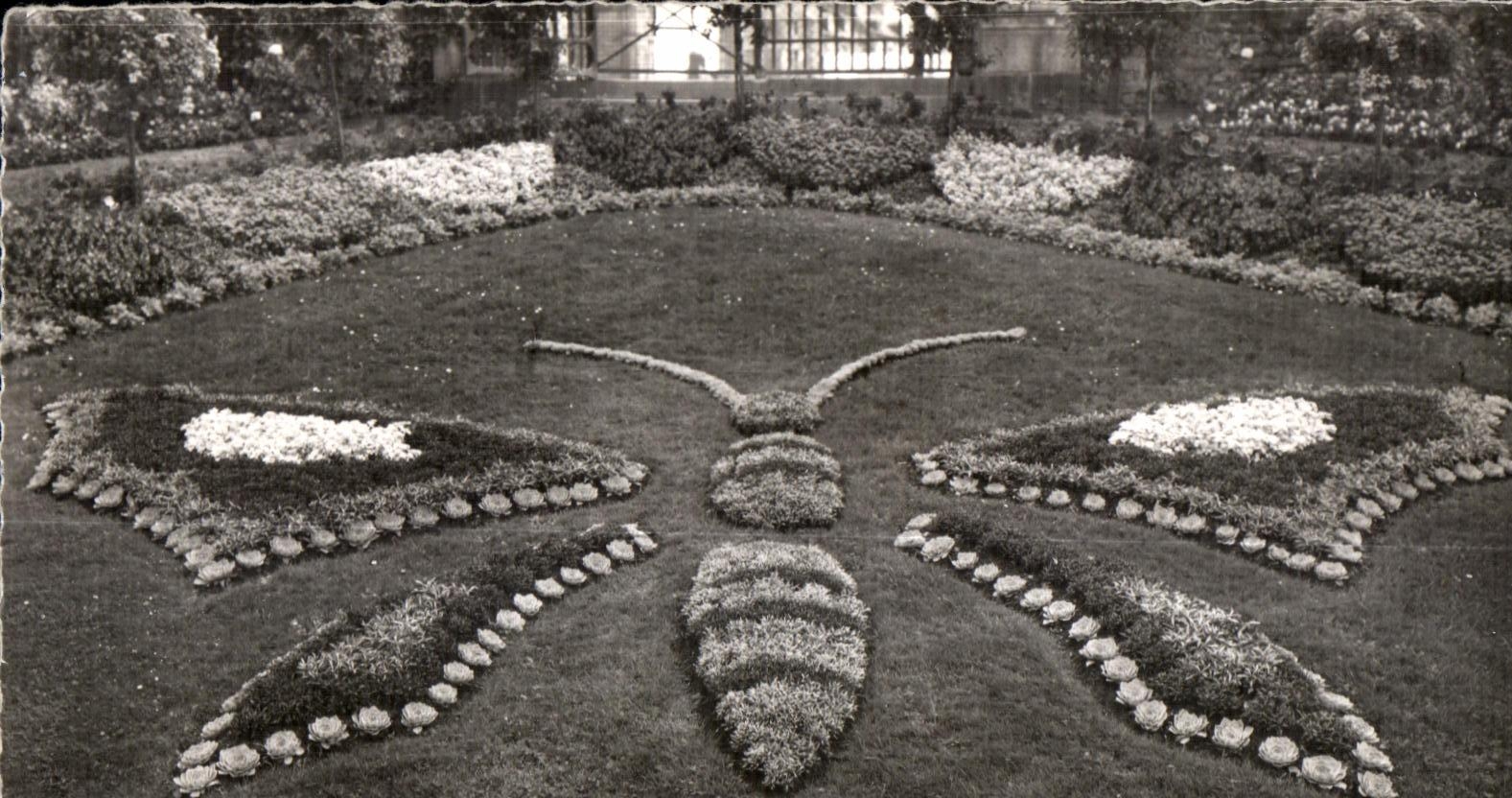 CPSM Avranches (manche) le jardin des plantes le papillon Butterfly