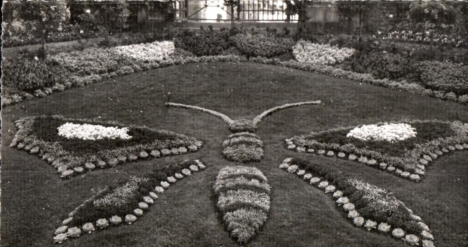 CPA Avranches (Manche) Jardin des Plantes Le Papillon Butterfly