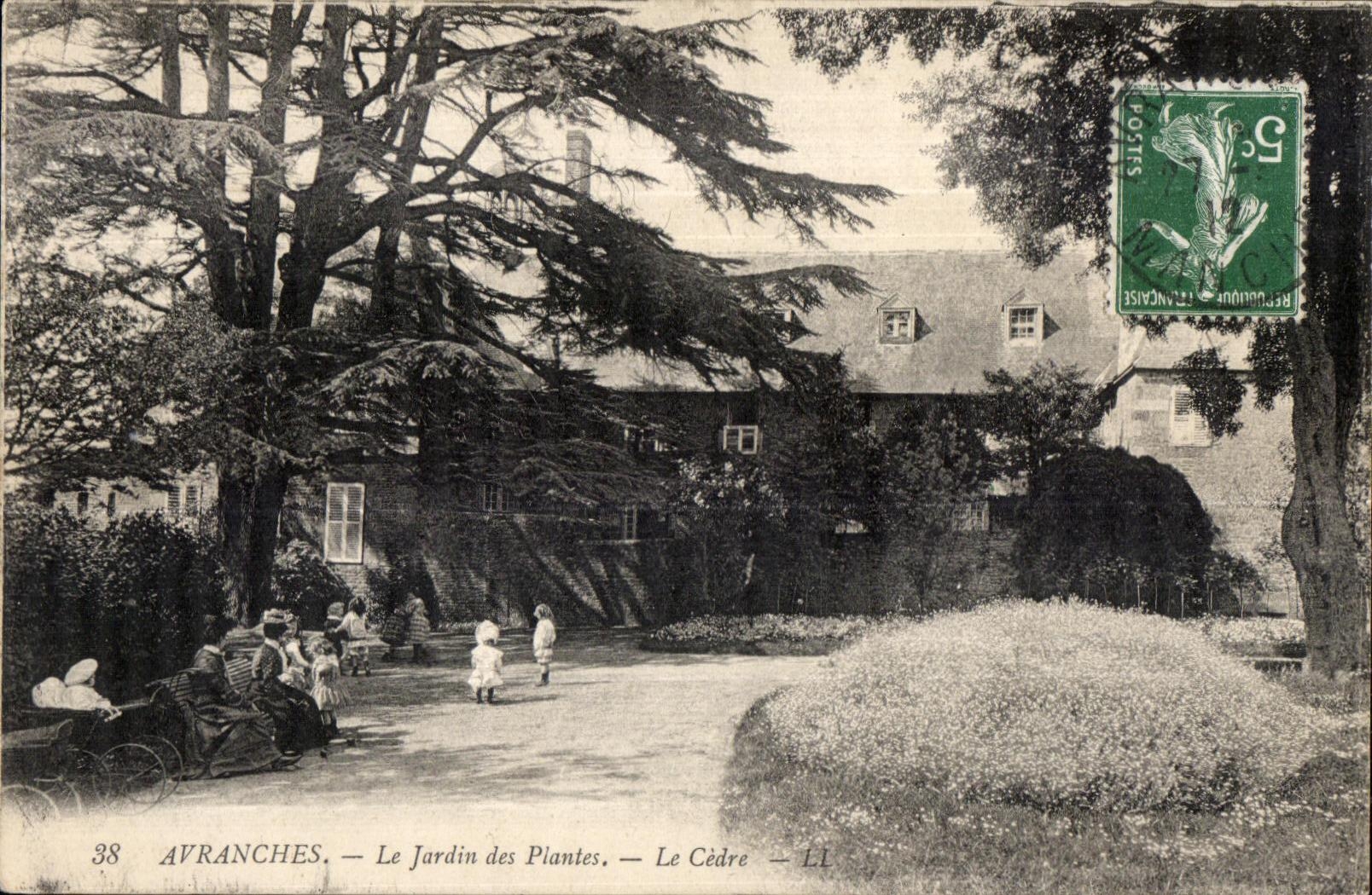 CPA Avranches Le Jardin des Plantes Le Cedre