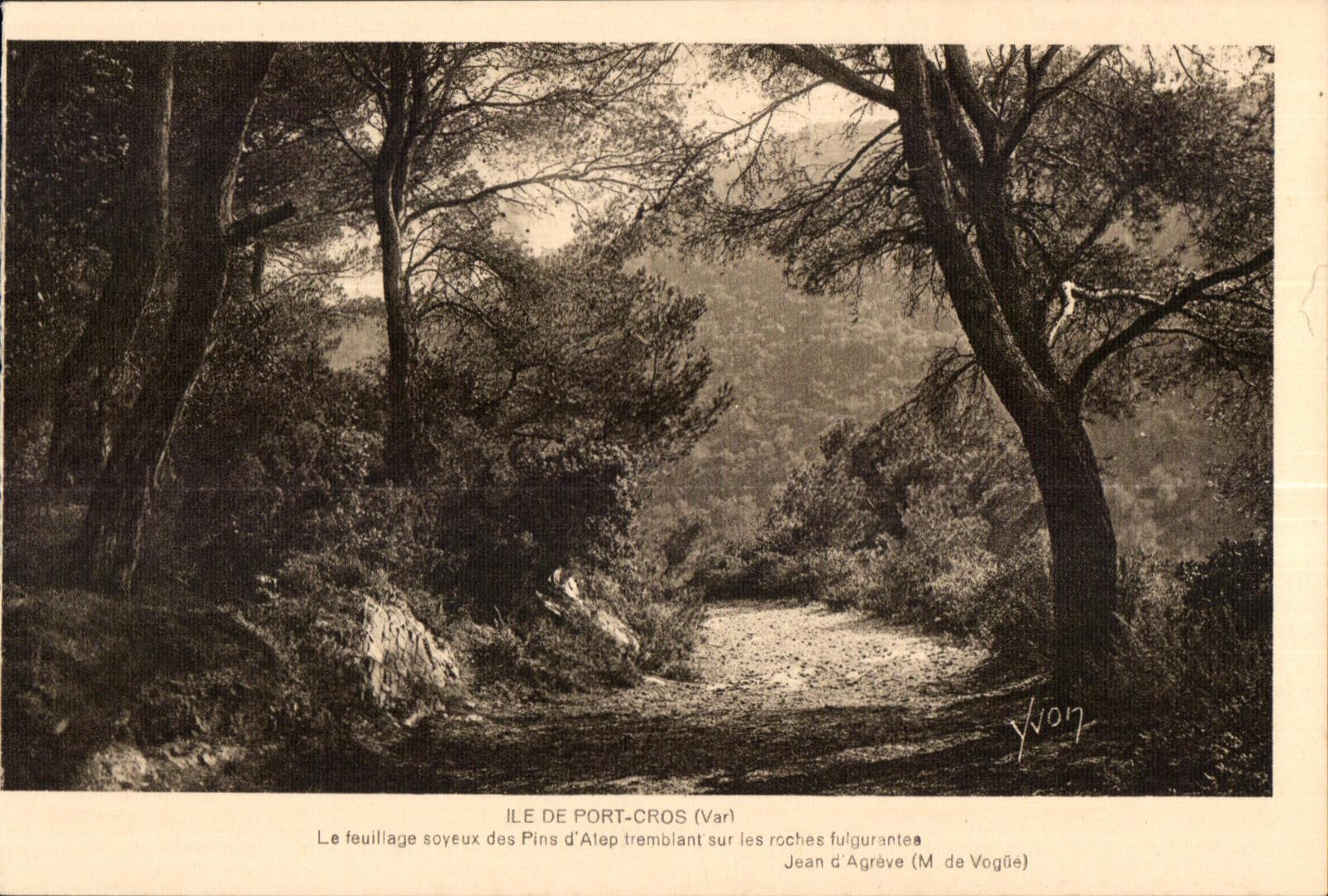 CPA Ile De Port Cros (Var) Le fouilliage soyaux des Pins d Alep