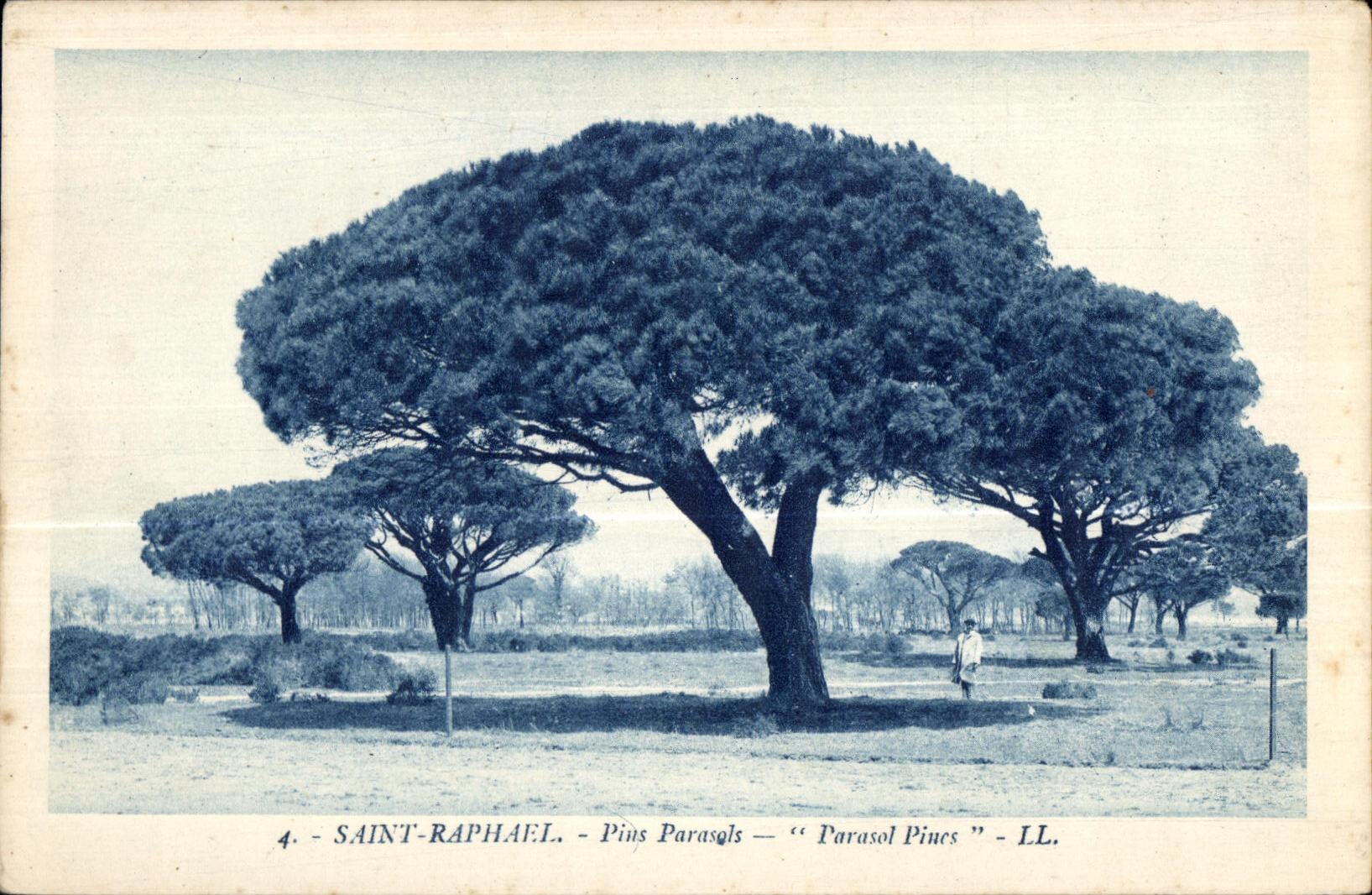 CPA Saint Raphael Pius Parasols Farasol Pines 