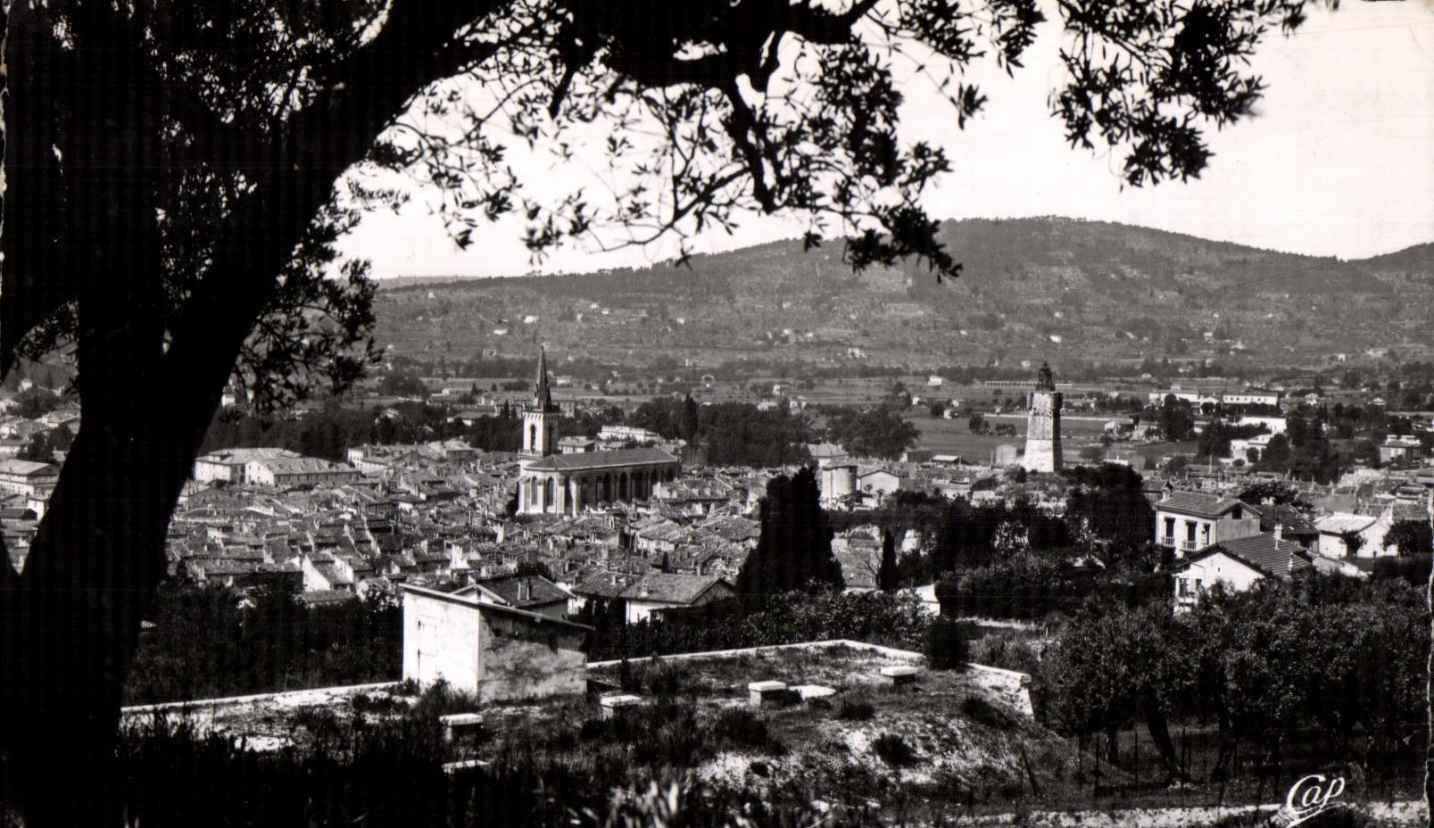 CPA Draguignan Vue a travers oliviers