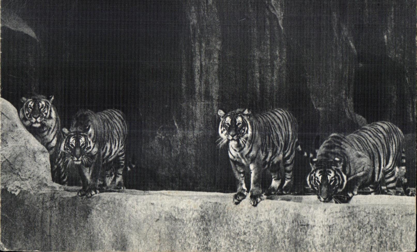 CPSM Vincennes National Museum natural history Zoological gardens Of the Wood Of Paris Zoo Tiger