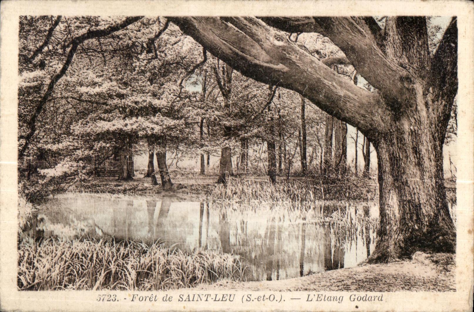 CPA forest of saint leu (S and-O) pond godard