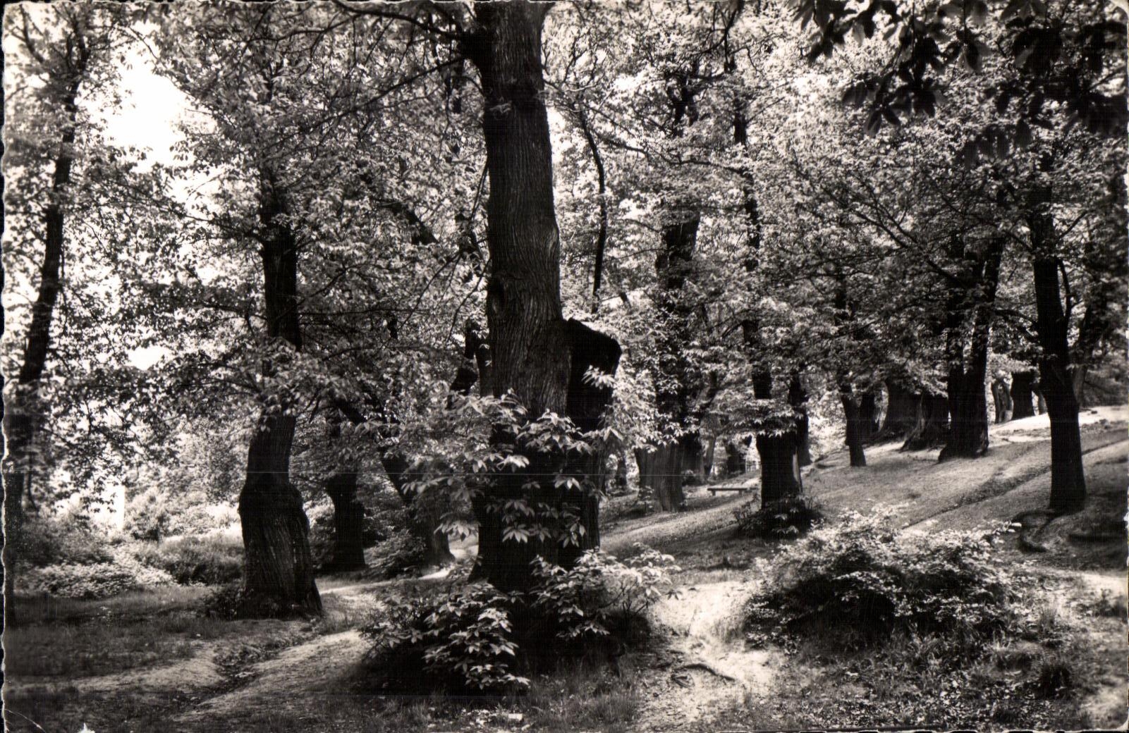 CPA Montmorency (S and O) the Chestnut grove