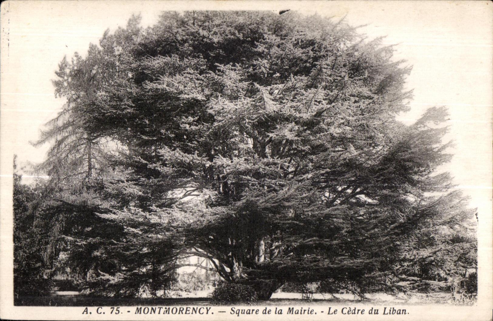 CPA Montmorency Public garden of the Town hall the Cedar of Lebanon Lebanon