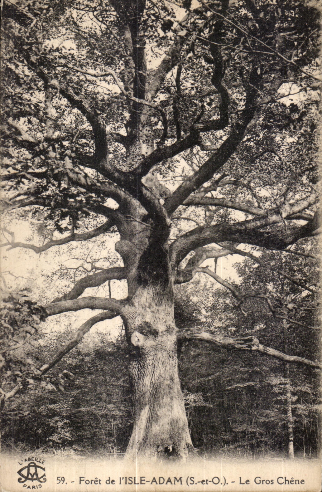 Taladro de CPA de la isla AdAn (S y O) el Arbol grande del Arbol de roble