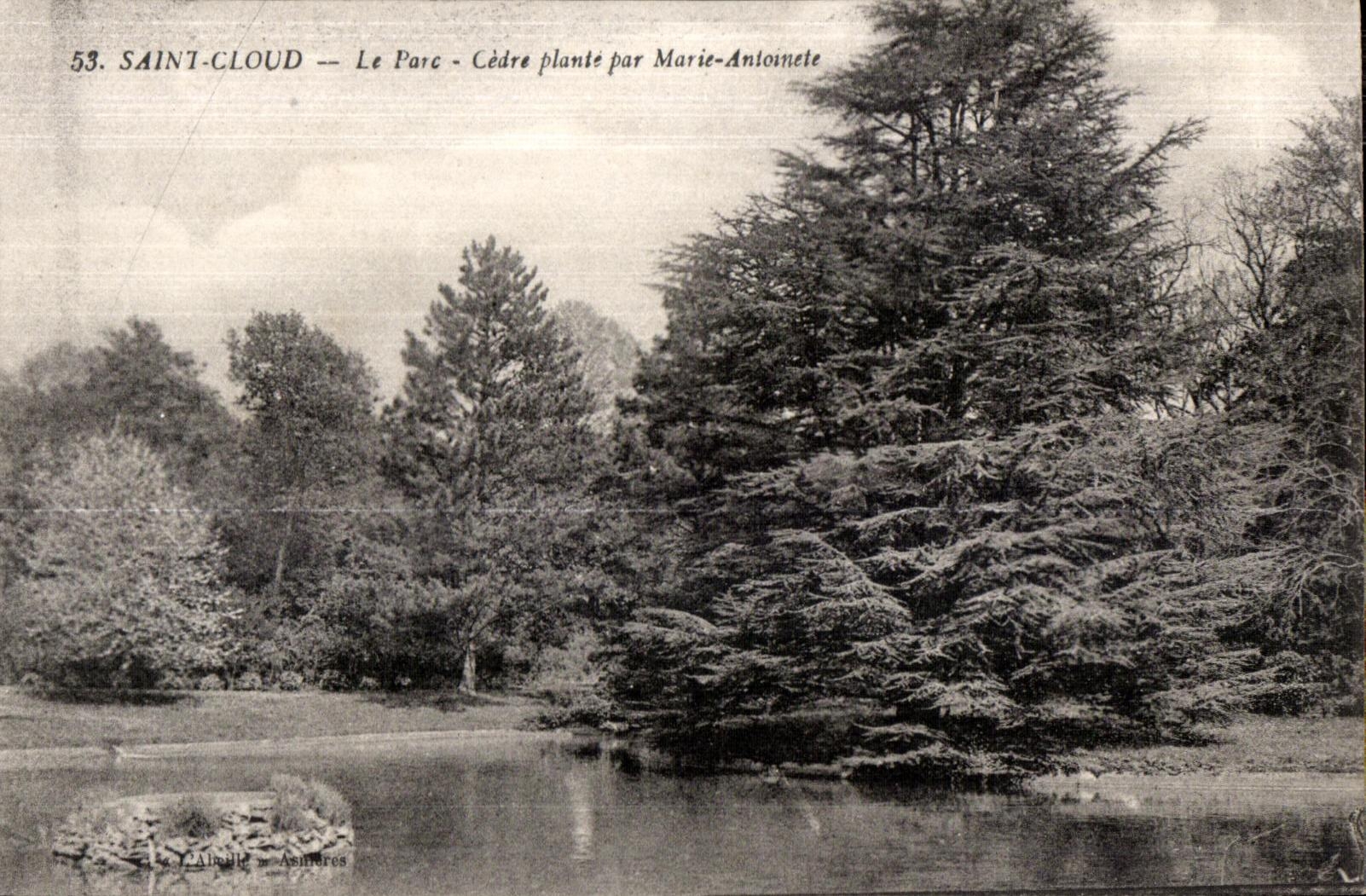 CPA Saint Cloud Le Parc Cedre plante par Marie Antoinette