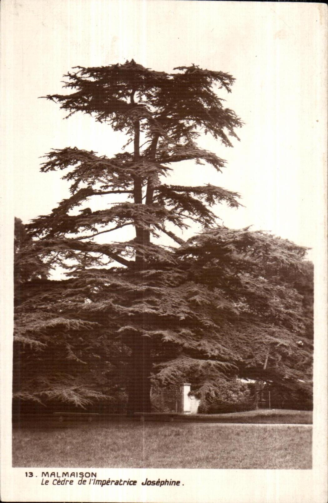 CPA Malmaison the Cedar of Josephine Empress