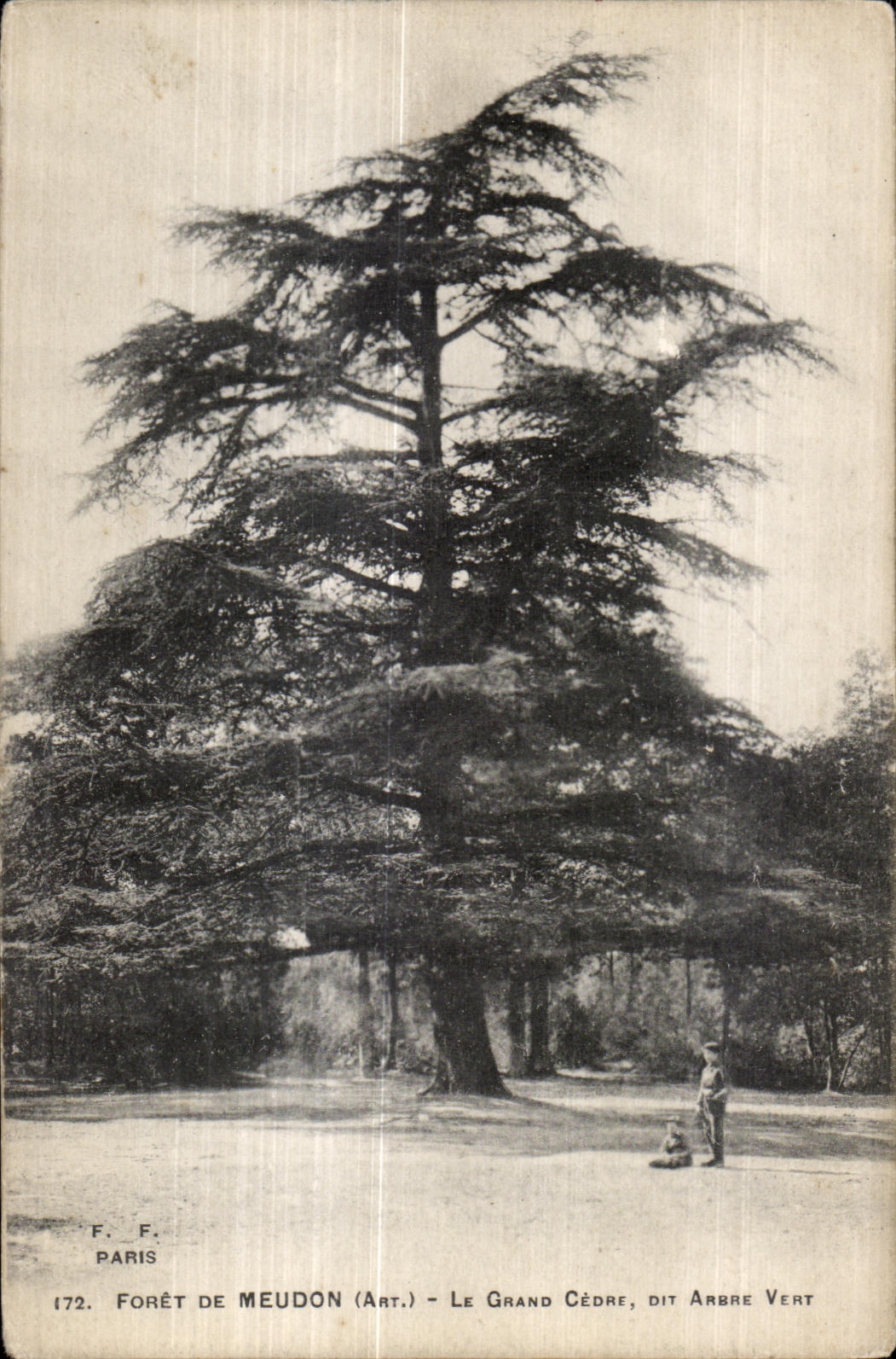 CPA Foret de Meudon el cedro grande dice el Arbol verde