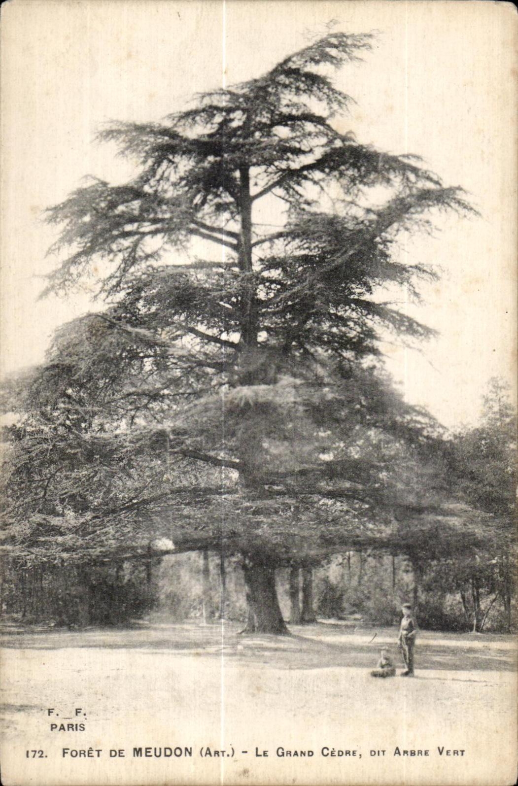 CPA Foret de Meudon el cedro grande dice Ambre verde