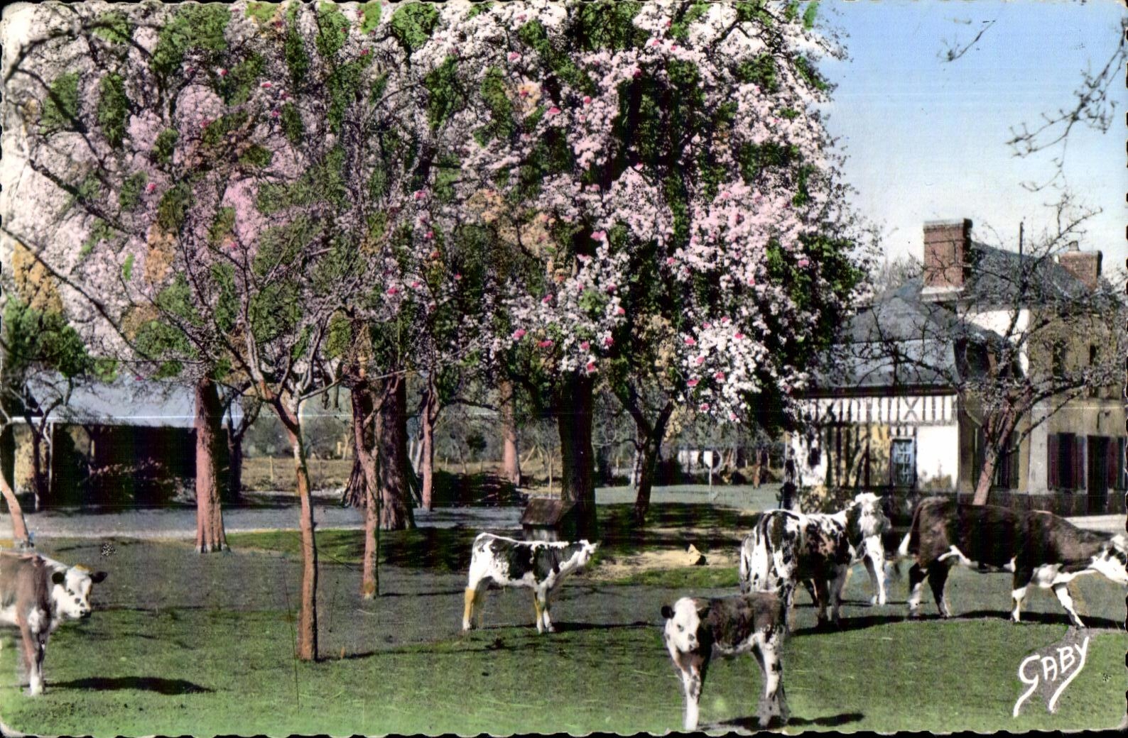 CPSM La Normandie Pommiers en fleurs et poiriers blancs Vaches 