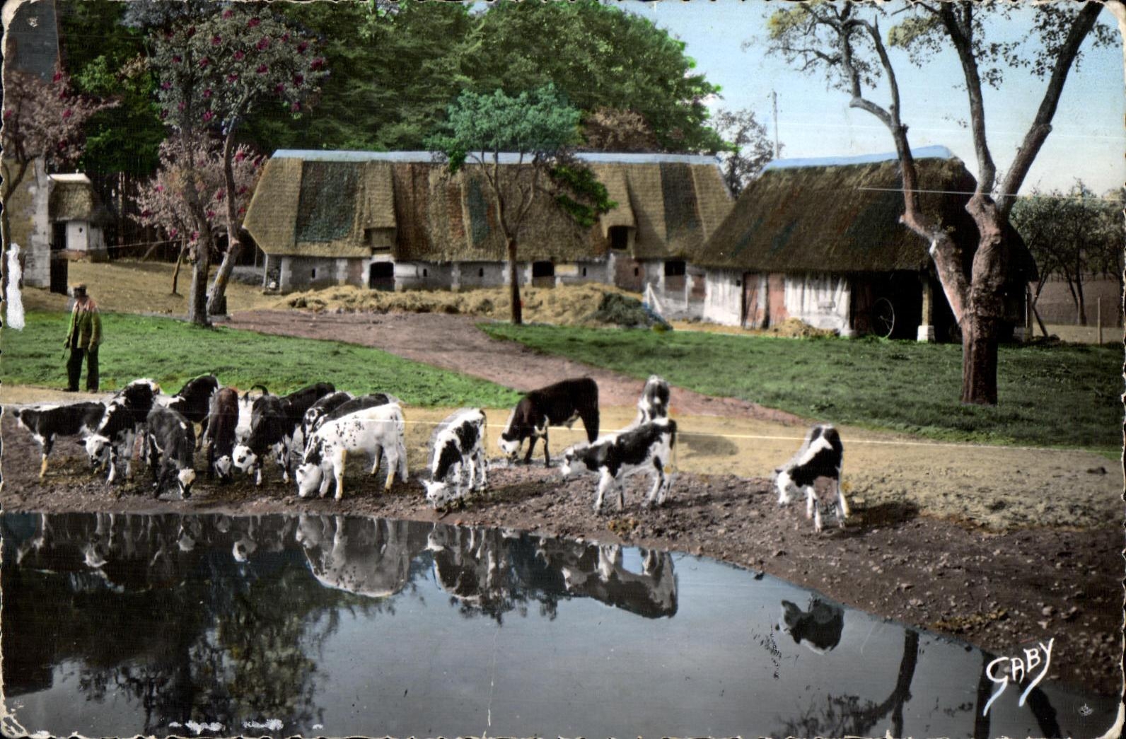 CPSM La Normandie Aux abords de la mare Vaches
