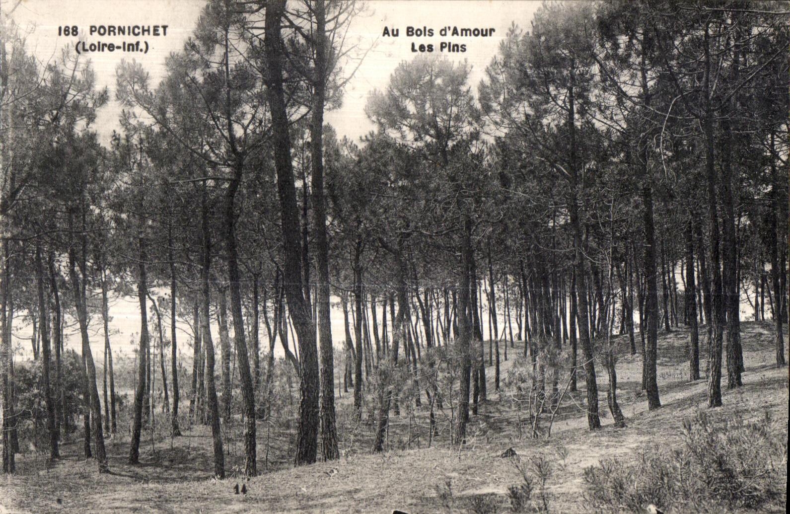 CPA Pornichet (the Loire-Inf) With Wood Love Pines