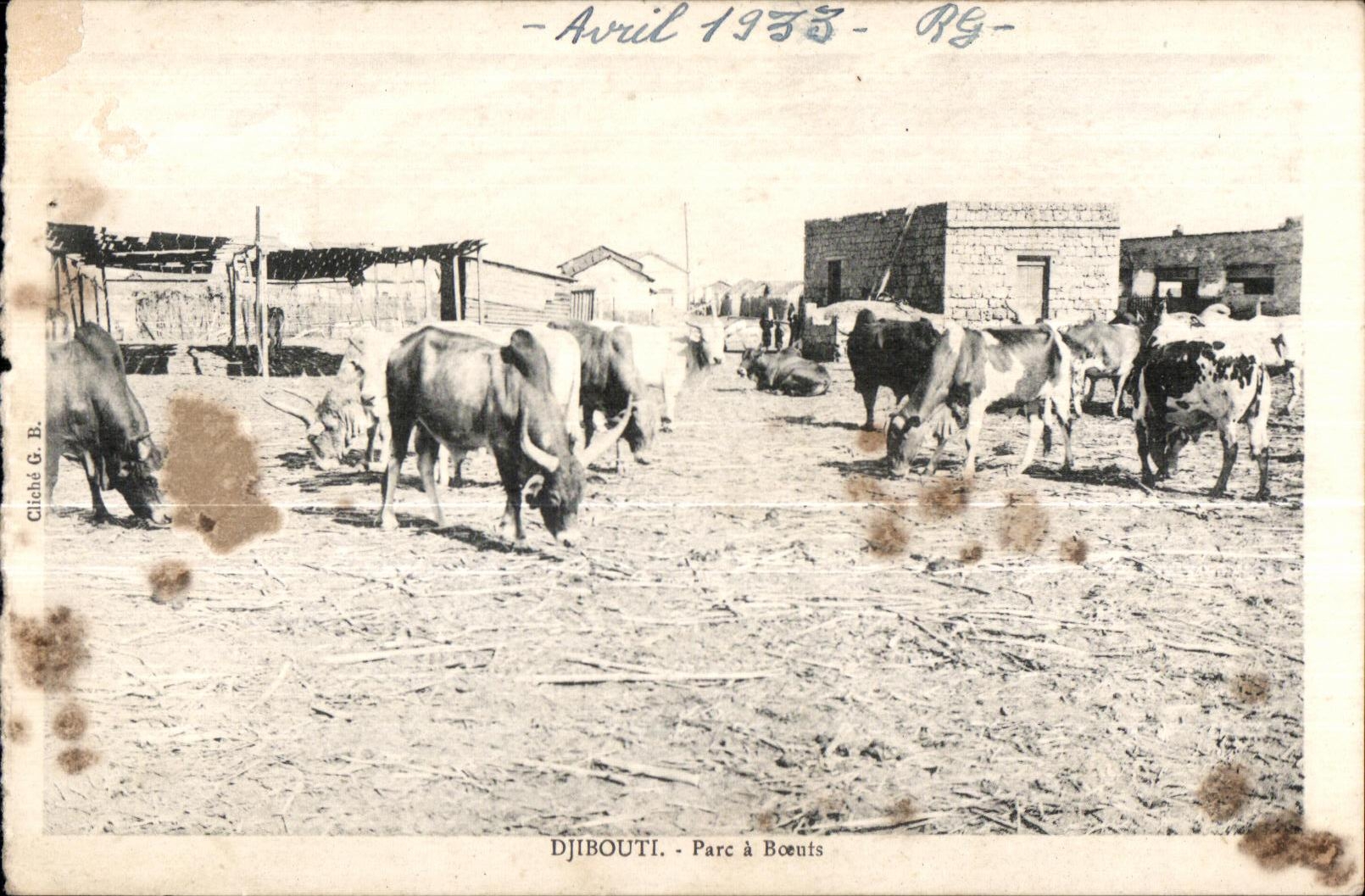 CPA Djibouti Parc has Boeufs Dimensions of Somalis