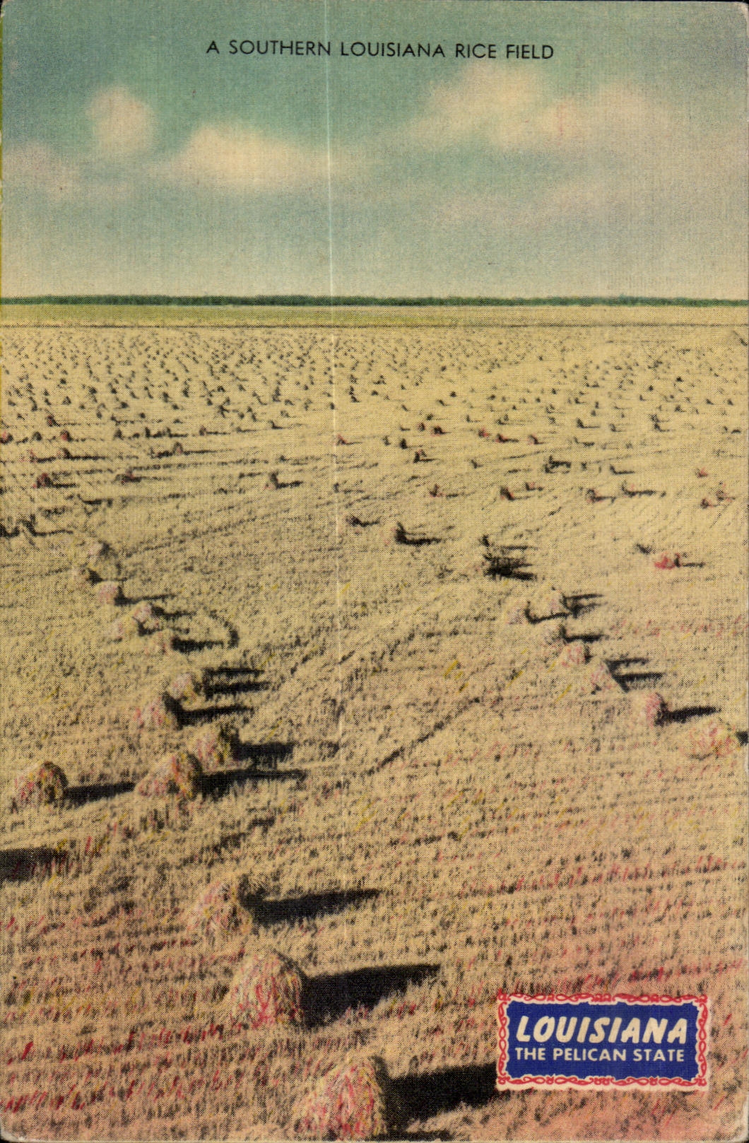 CPA has Southern Lousiana Rice Field Champ of rice