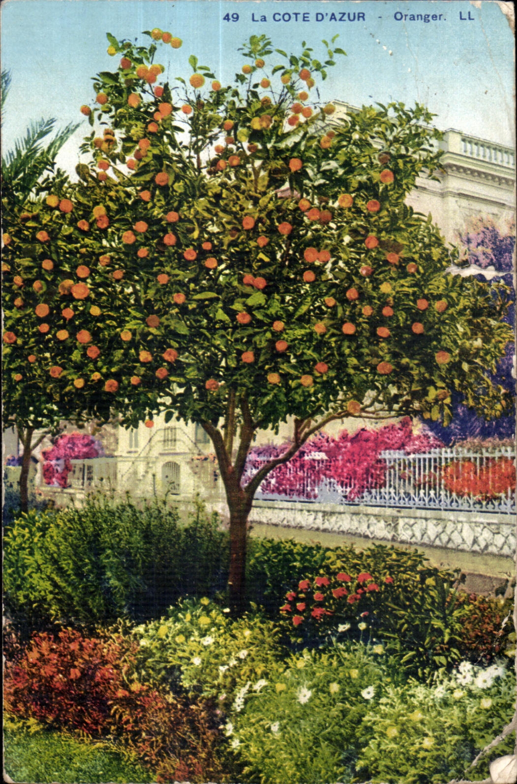 CPA La cote D Azur Oranger