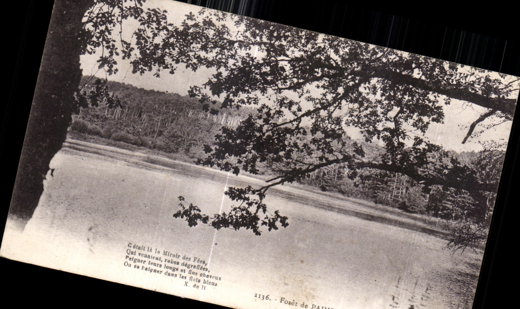 CPA forest of Paimpont