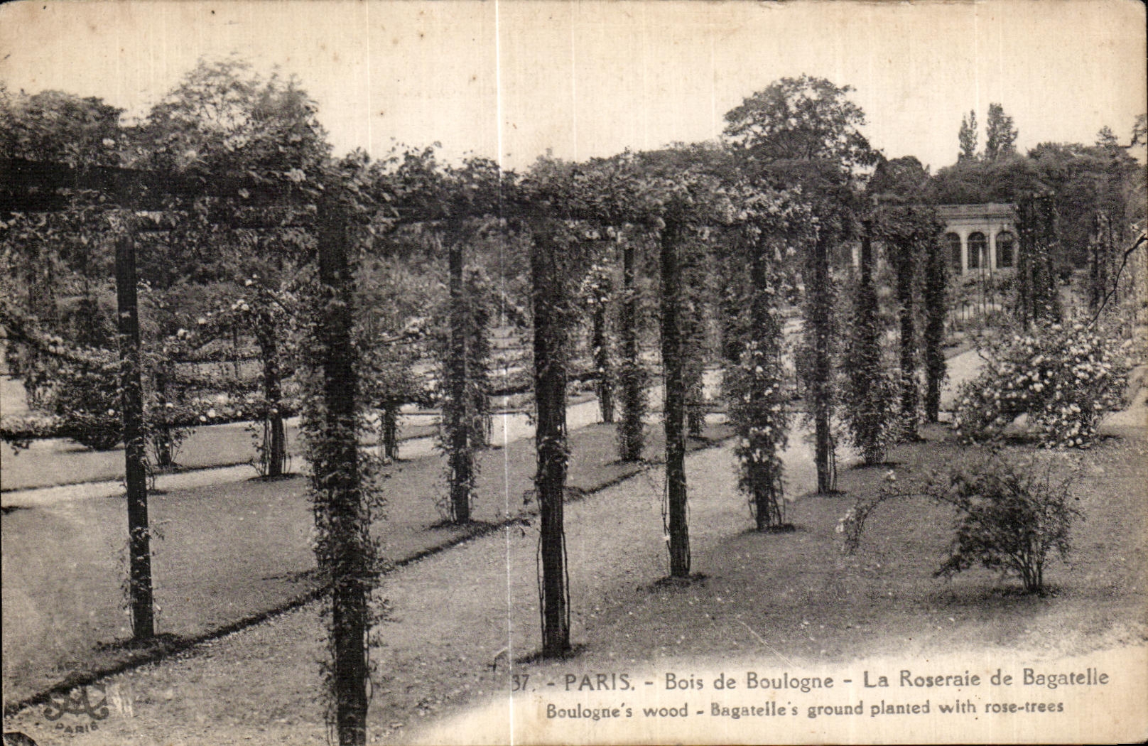 CPA Paris Bois de boulogne La Roseraie de Bagatelie
