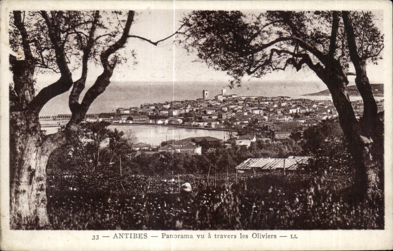 CPA Antibes Panorama vu a travers les Oliviers