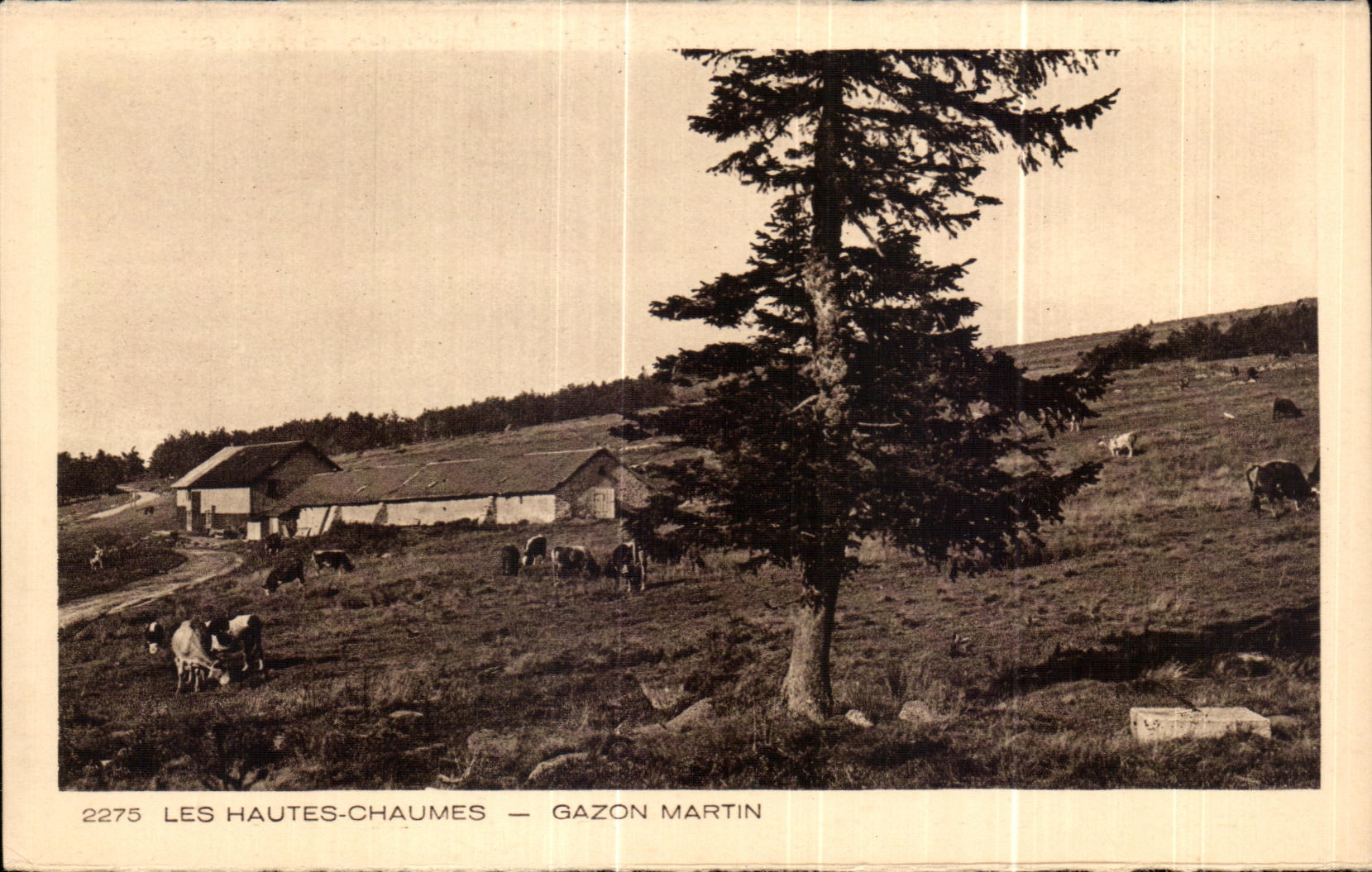 CPA High Thatches Martin Grass