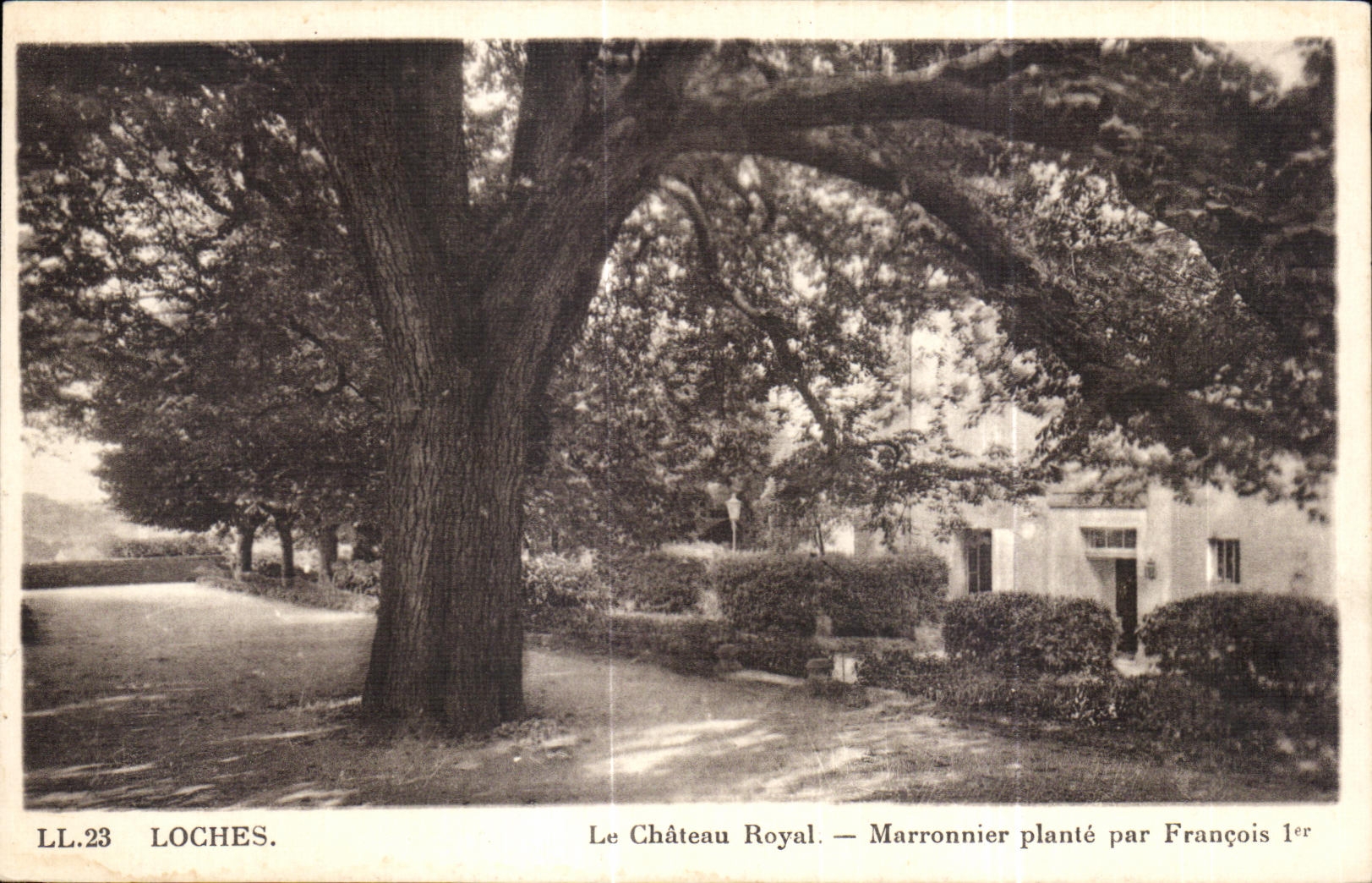CPA Loches Le Royal Castle Chestnut tree plants by Francois 1st