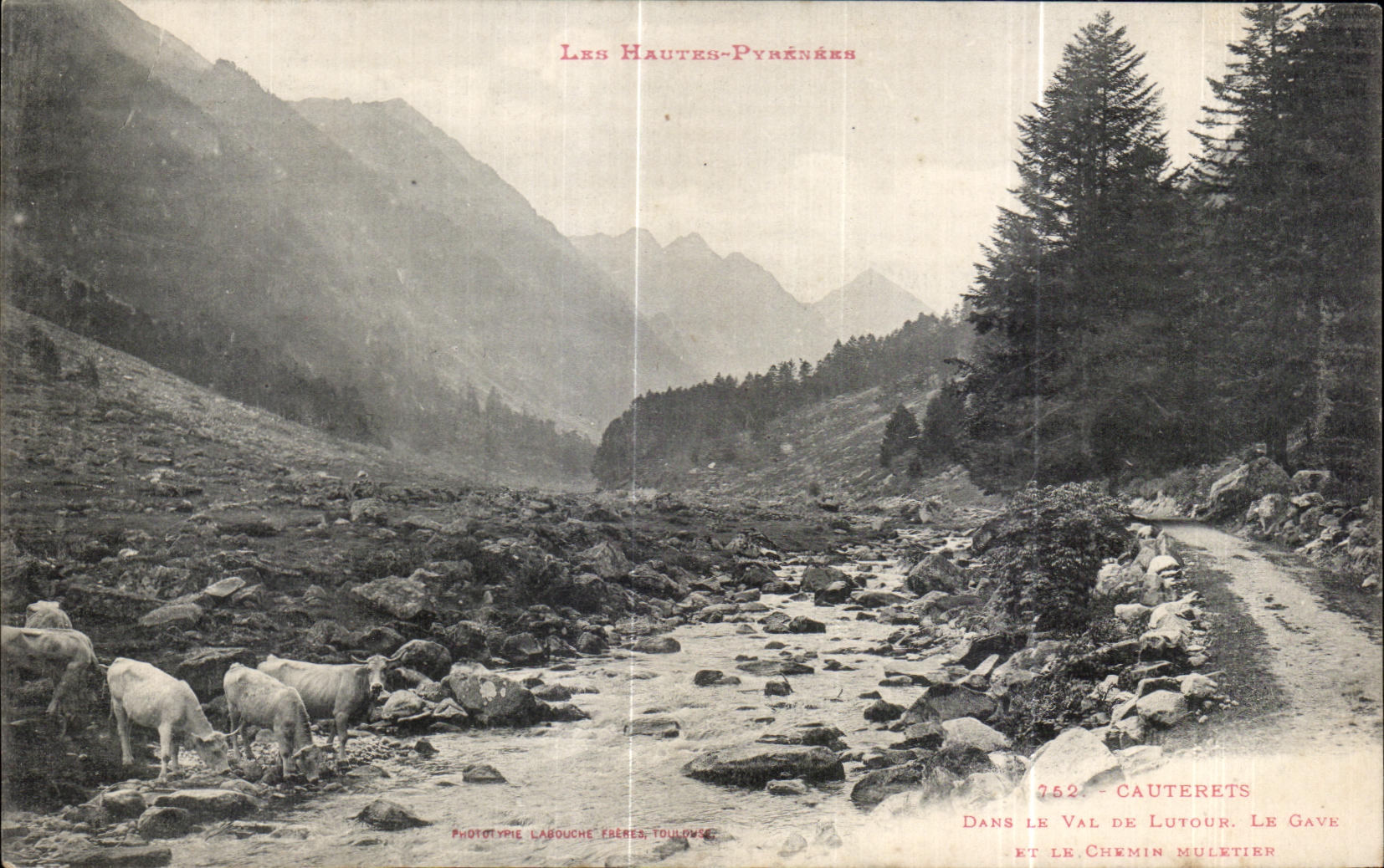 CPA the High Pyrenees Cauterets In the valley of Lutour Le Gave and the mule track Cows