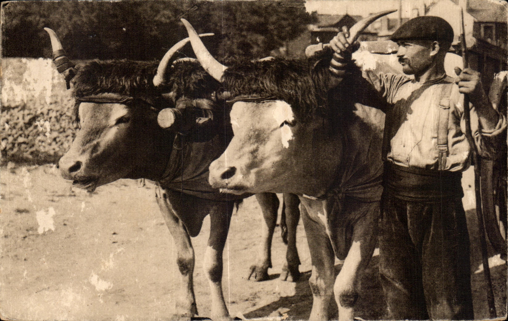 Standard CPA Basque Coach of Oxen Coach