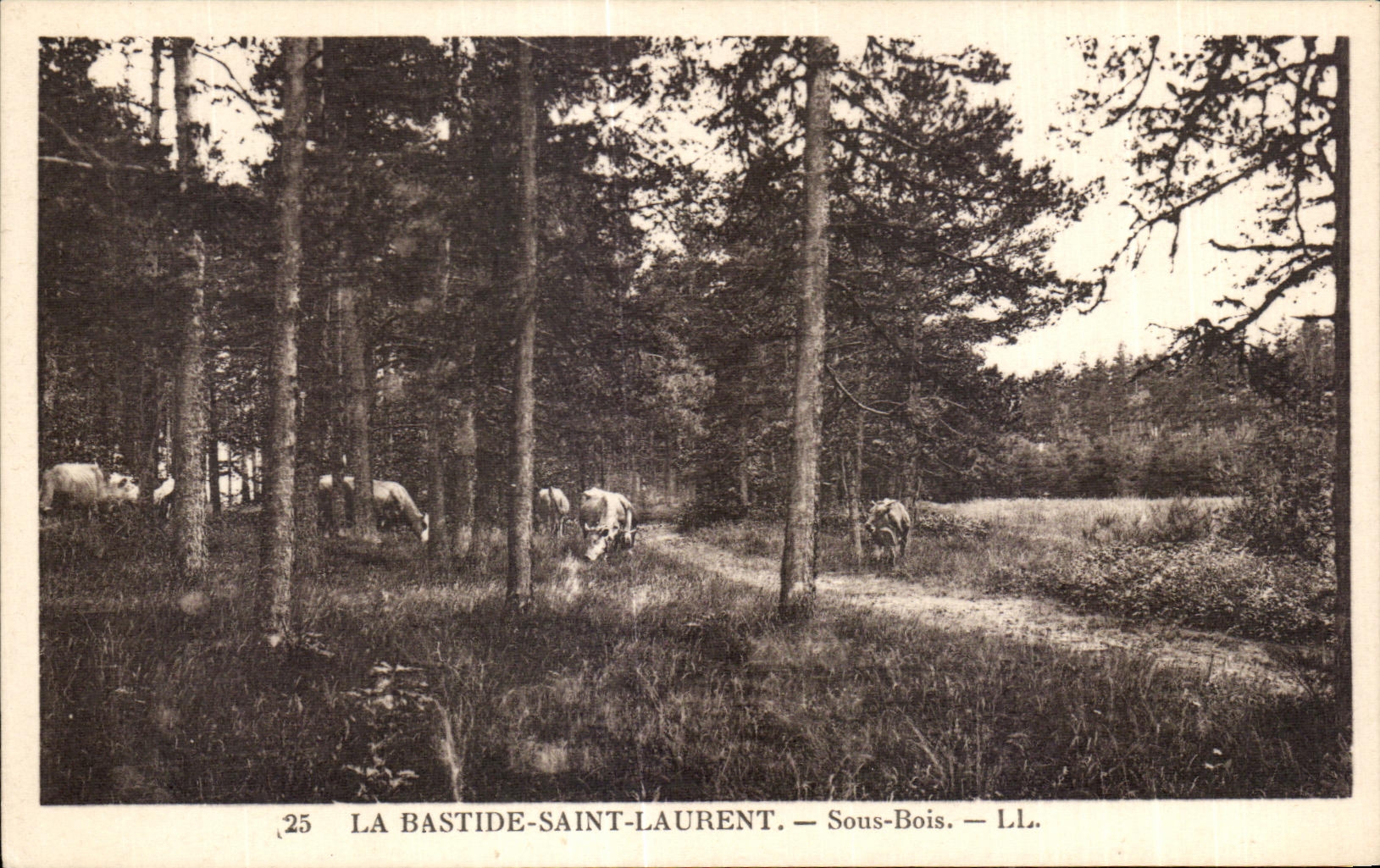 CPA the Saint Laurent Country house Under Wood Cows