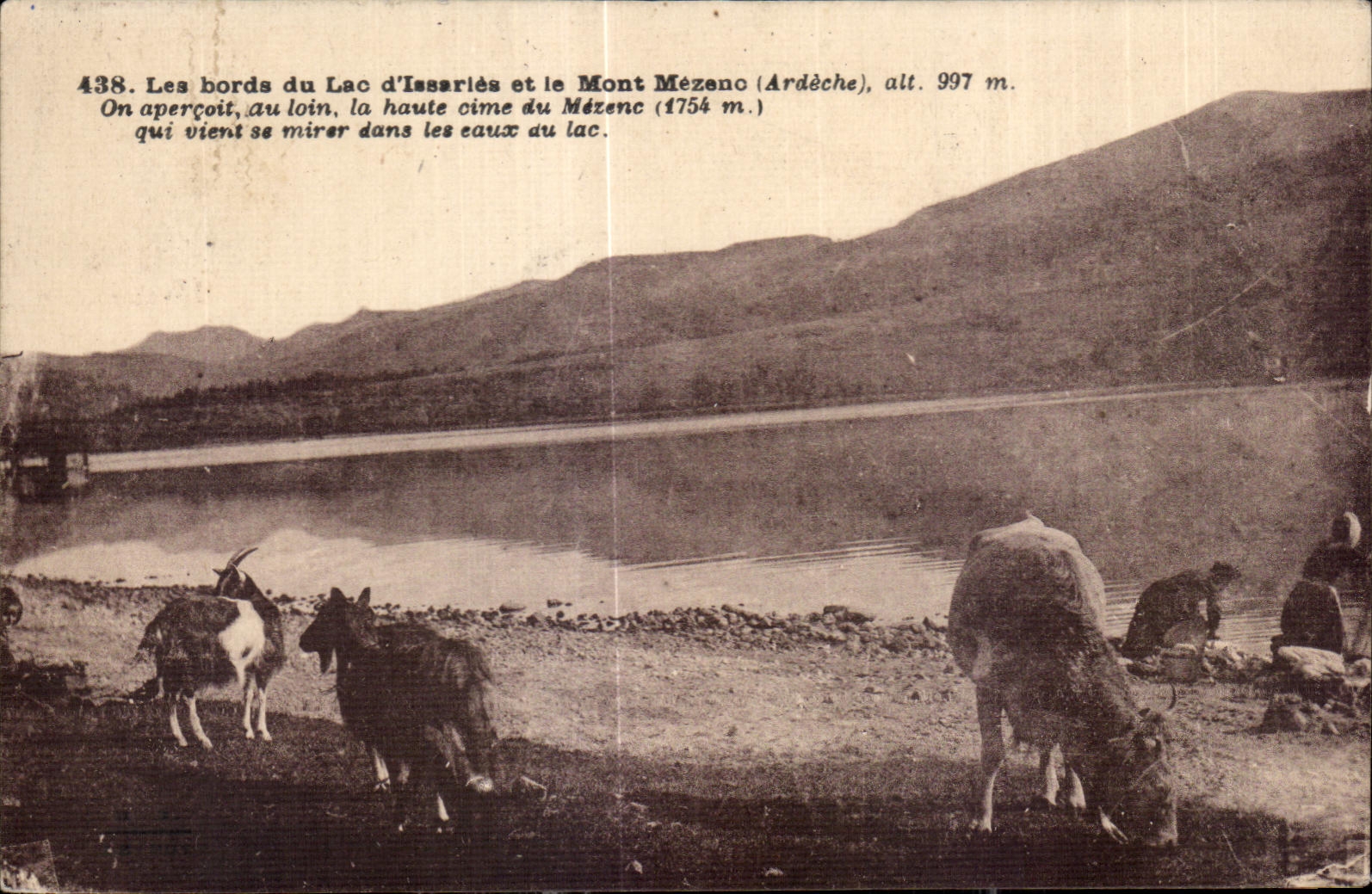 CPA edges of the lake Issarles and the Mount Mezeno Ardeche alt 997m Cows Goat Goat Lavender fields