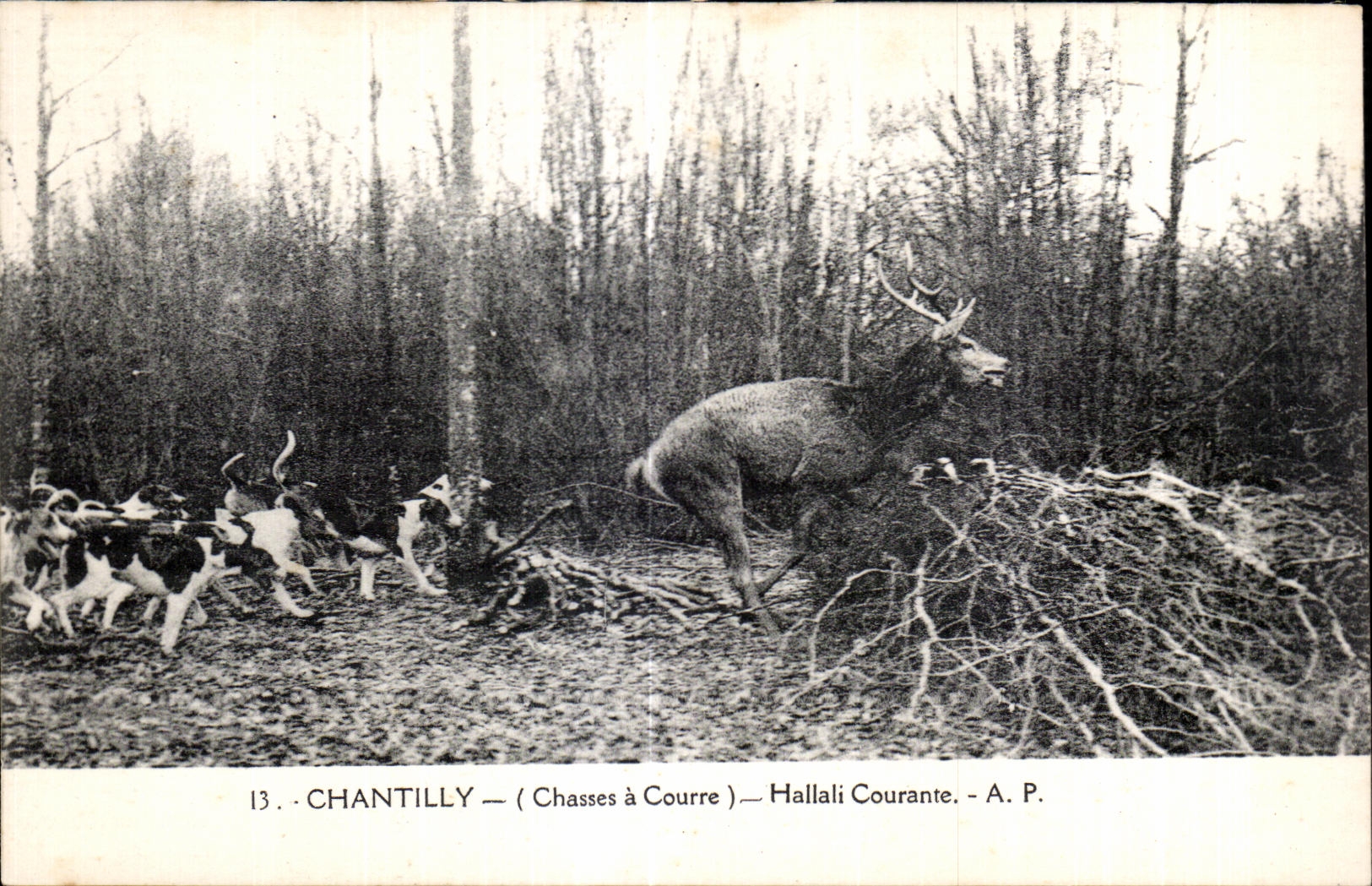 CPA Chantilly Hallali Courante Chasse a courre Hunting Chiens Cerf
