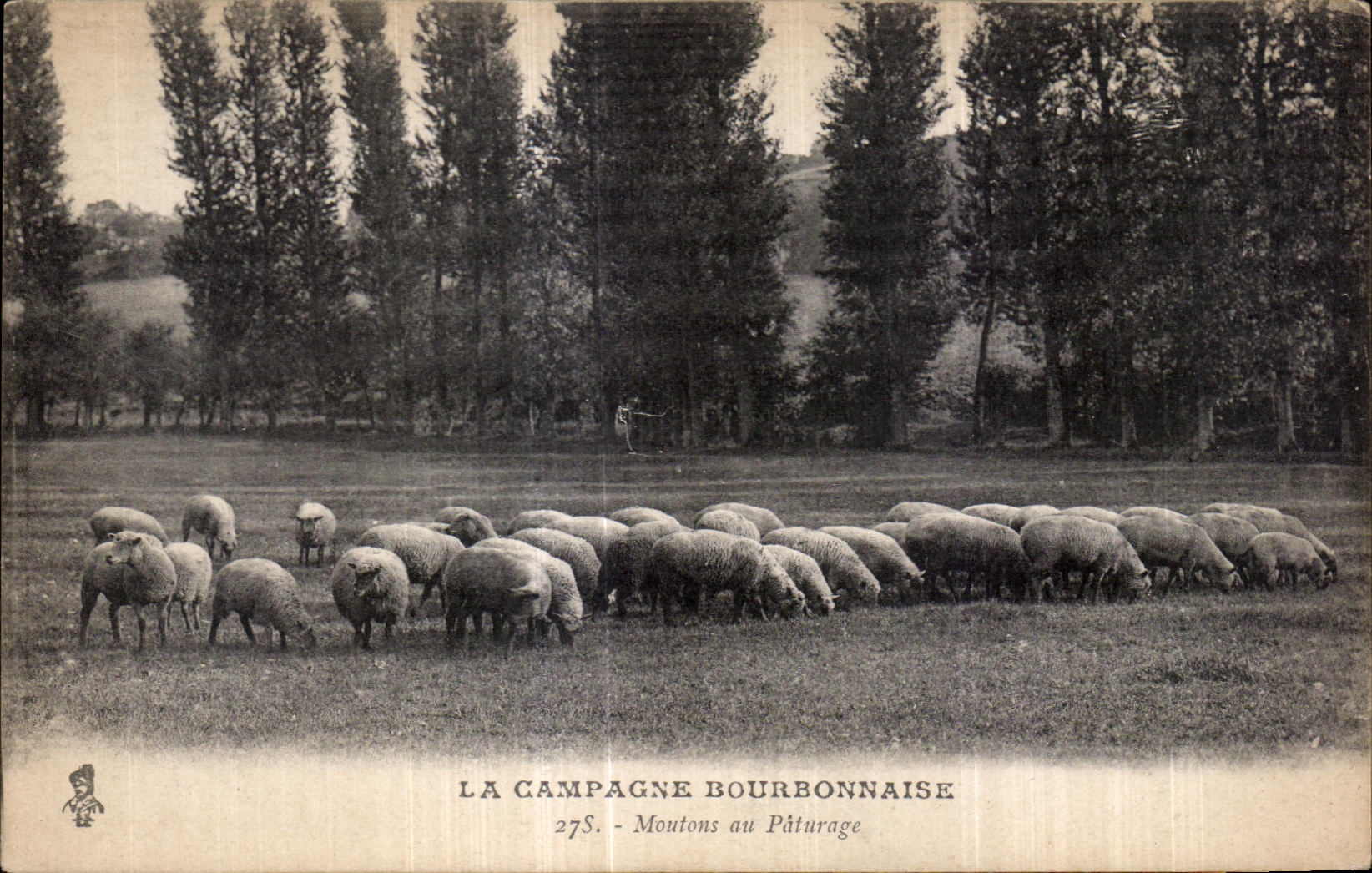 CPA La Campagne Bourbonnaise Moutons au Paturage Sheep