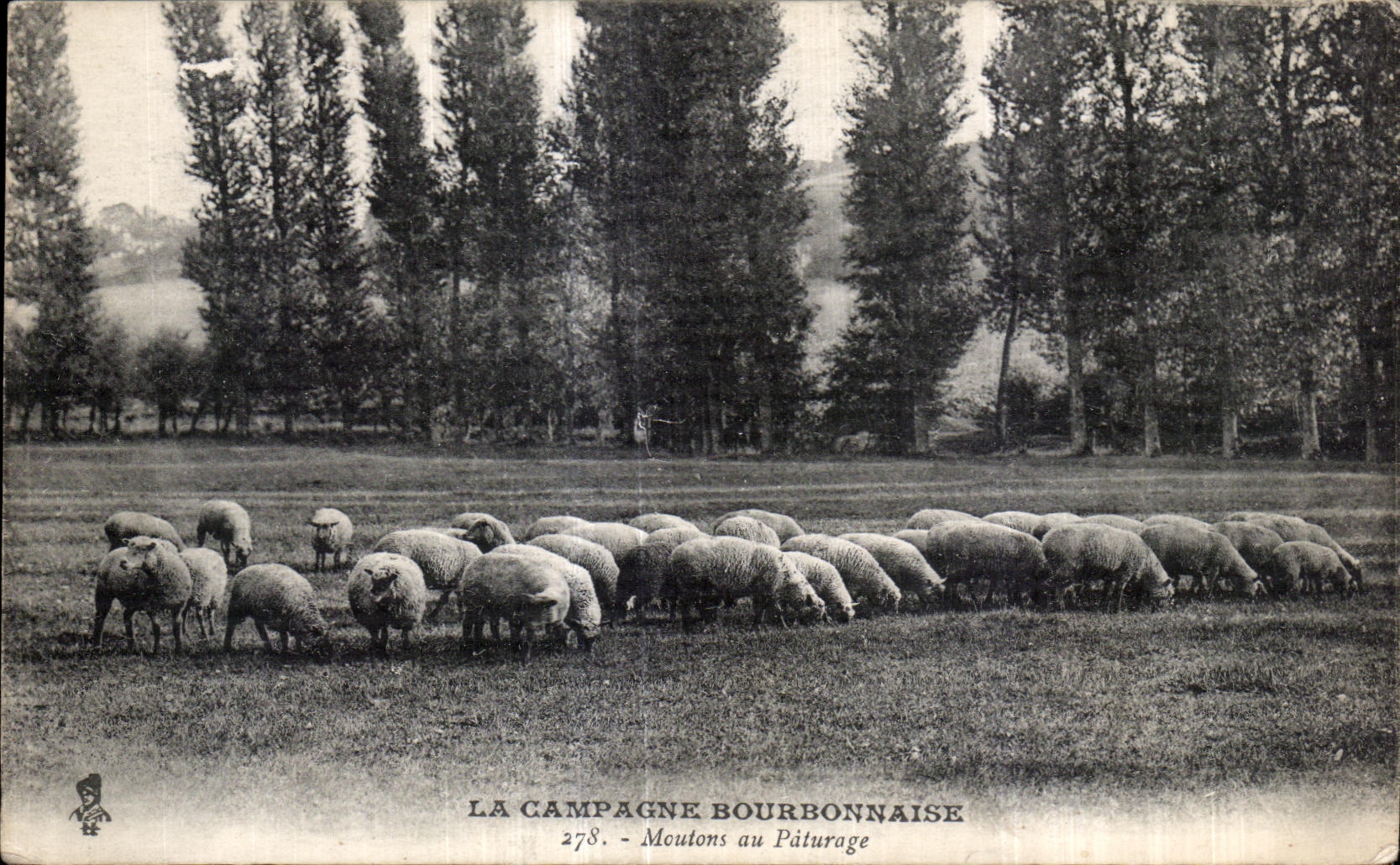 CPA La campagne Bourbonnaise Moutons au Paturage Sheep