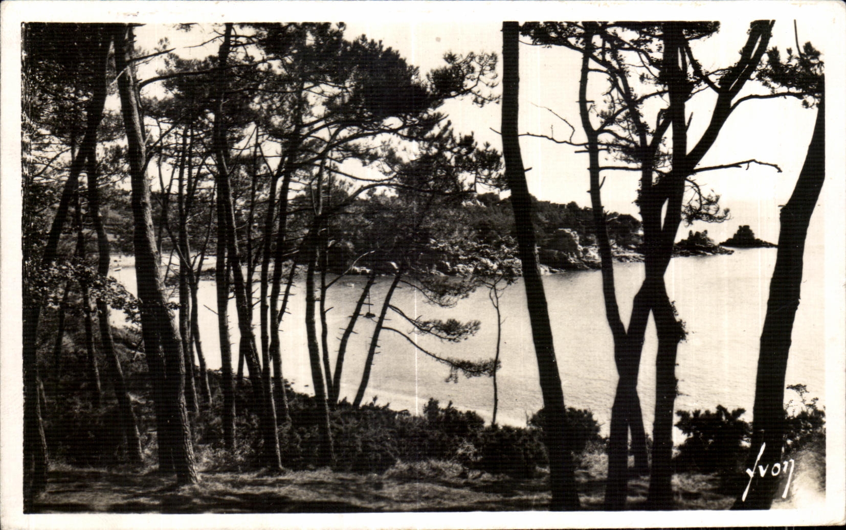 CPA Ile de Brehat Cotes du Nord Les pins et la mer
