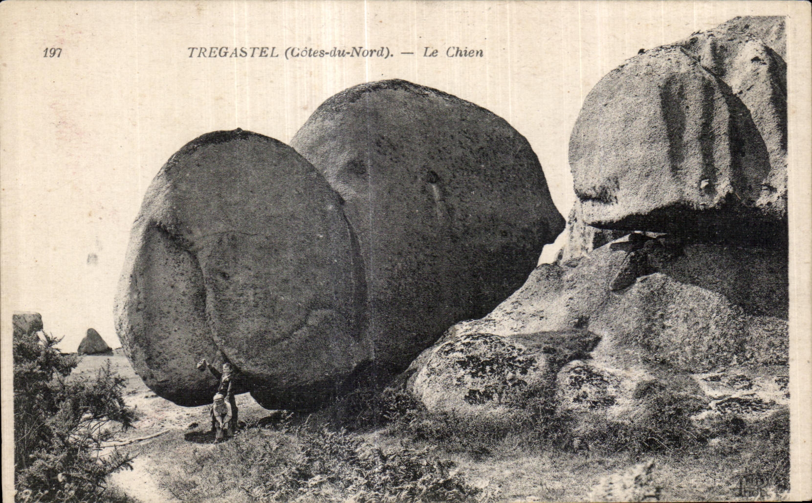 CPA Tregastel (Cotes du Nord) Le Chien