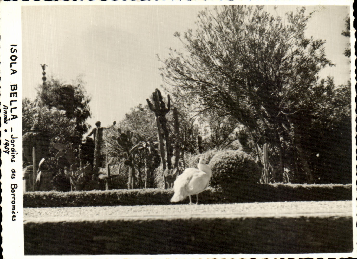 CPA Isola Bella Jardins des Borromees Annee 1957