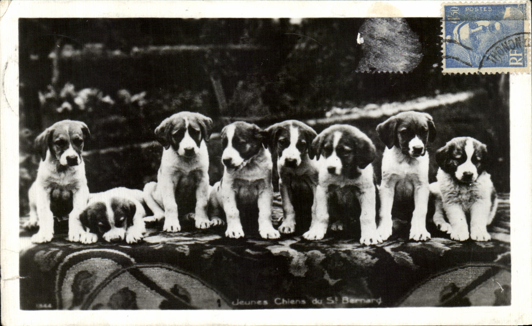 CPA Jeunes chiens de St Bernard Dogs 