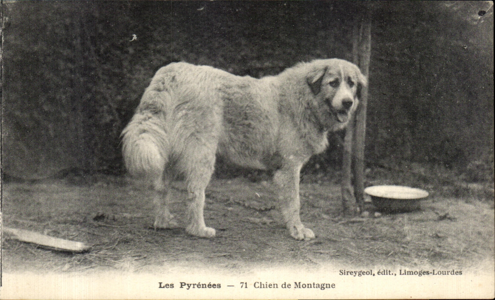 CPA Les Pyrenees Chien de Montagne Dog