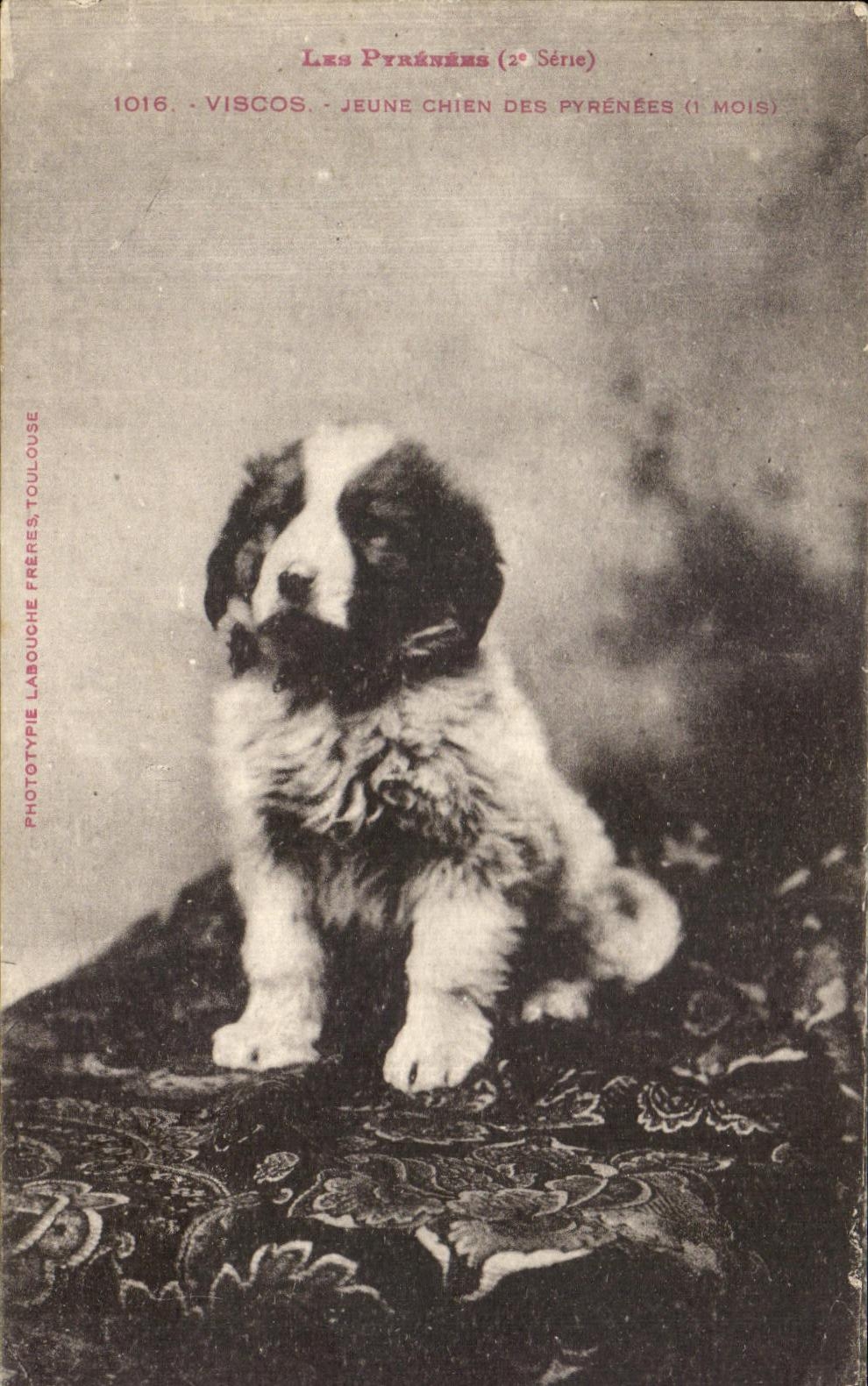 CPA Les Pyrenees Viscos Jeune Chien Des Pyrenees Dog