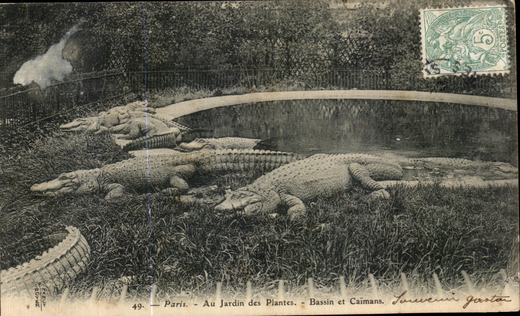 CPA Paris Au Jardin des Plantes Bassin et Caimans Crocodile Zoo