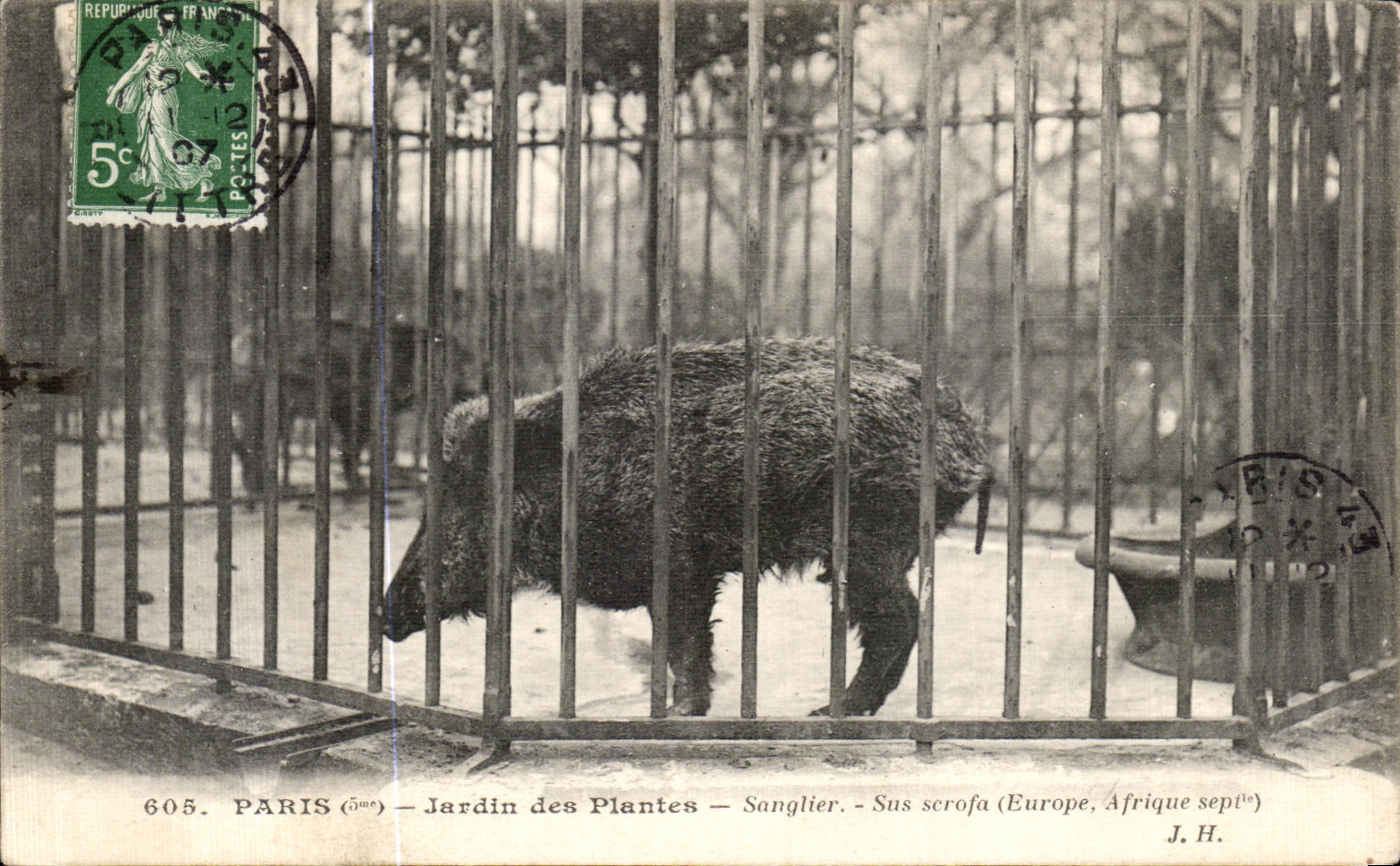 CPA Paris Jardin des Plantes Sanglier sous Scrofa Zoo