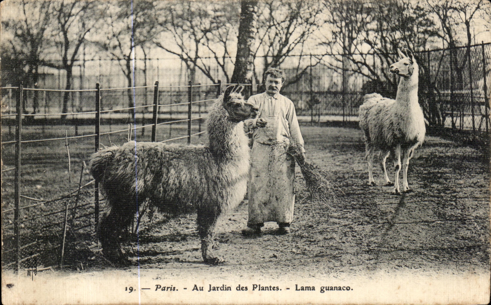 CPA Paris Au Jardin des Plantes Lama guanaco Zoo