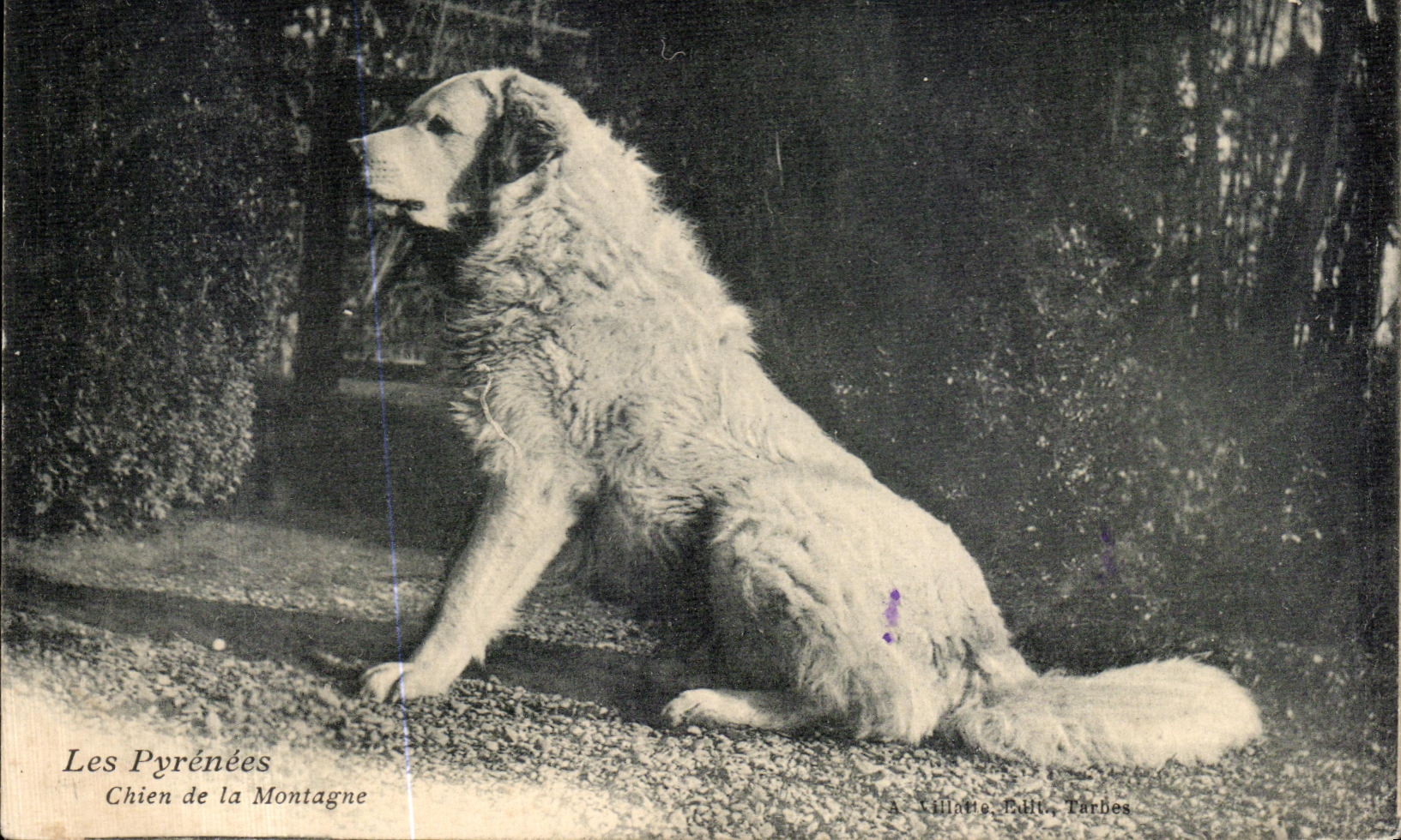 CPA Les Pyreness chien de la Montagne Chien Dog