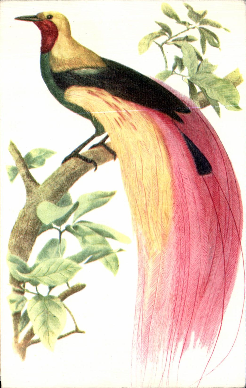 CPA Large Bird of paradise Emerald bird bird
